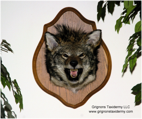 coyote head mount by Reimond Grignon